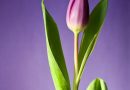 Farverig fornyelse: Tulipantræer til haven